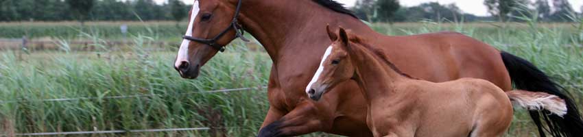 Foal and mother.